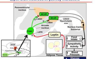 FujiFilm Visualsonic presenta il webinar: Cardiac protection by the leptin-brain melanocortin system in heart failure
